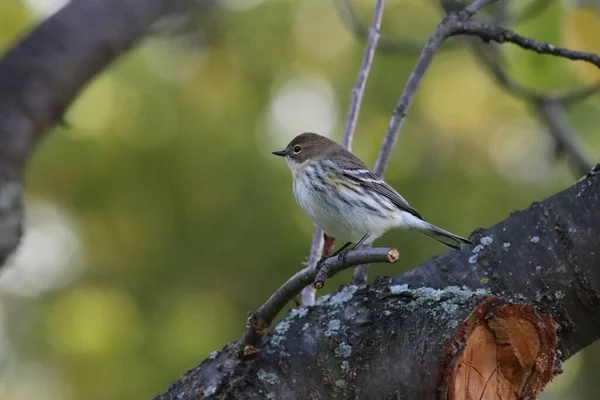 Egy Gyönyörű Kép Egy Myrtle Poszátáról — Stock Fotó