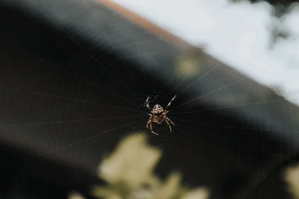 Ağındaki Bir Örümcek Dallar Arasında Bulanık Bir Arka Plana Karşı — Stok fotoğraf