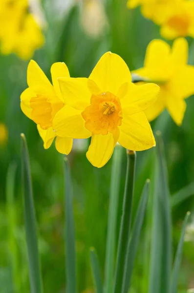 Gros Plan Vertical Jonquilles Jaunes Sur Fond Flou — Photo