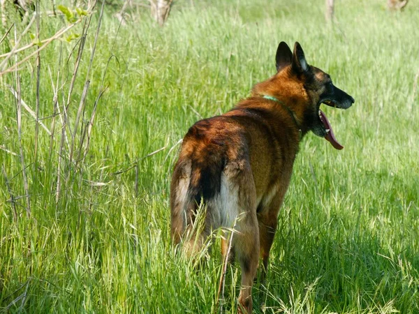 Vacker Bild Belgisk Herde Ett Fält — Stockfoto