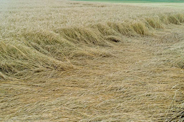 Пшеничное Поле Уплощенное Дождём Спелое Пшеничное Поле Поврежденное Ветром Дождём — стоковое фото