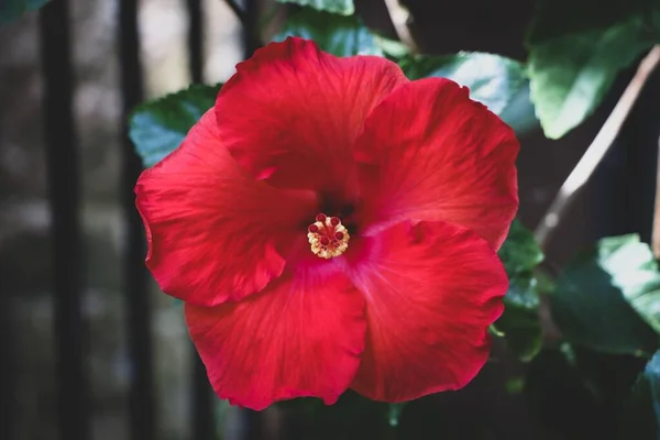 Крупним Планом Червона Квітка Гібіскуса Пишним Зеленим Листям — стокове фото