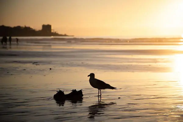 Closeup Shot Black Bird Beautiful Sea Sunset — Stock Photo, Image