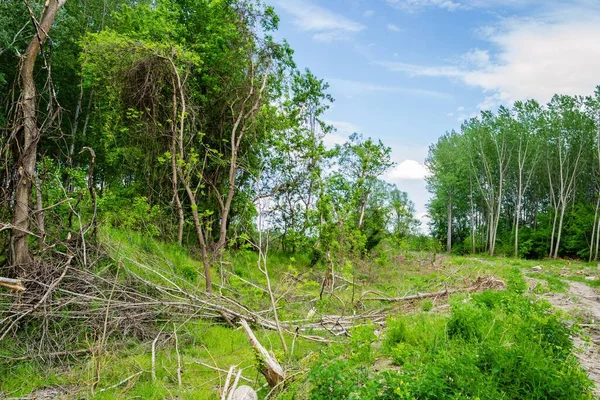 森をきれいにするために緑に囲まれた木製の千切りポプラの幹の数 — ストック写真