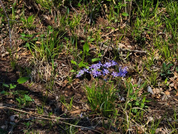 Een Close Van Violette Wilde Bloemen Grond Omgeven Door Gras — Stockfoto