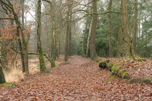 Sentier Dans Une Forêt Automne — Photo