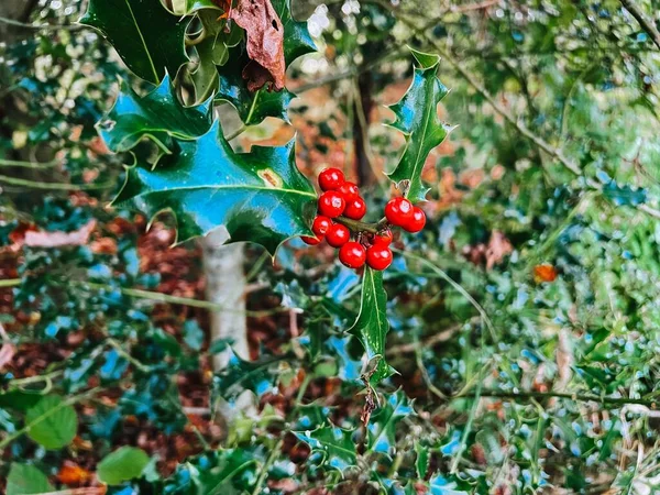 Holly Czerwonymi Jagodami Zielonym Krzewem — Zdjęcie stockowe