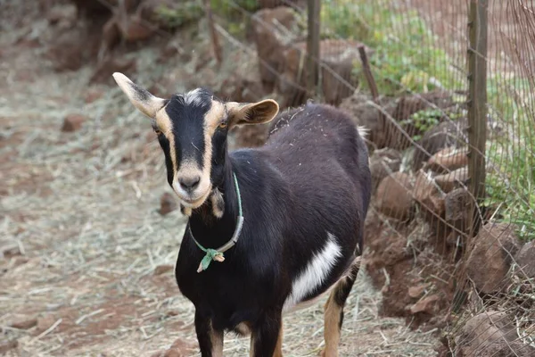 Uma Bela Cabra Doméstica Preta Uma Fazenda Fundo Embaçado — Fotografia de Stock