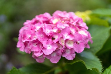 Yeşil bir bulanıklık içinde Fransız ortancasını yakından çek.