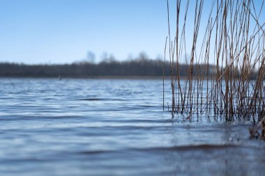 Gölün arka planında kuru otların yakın plan çekimi.