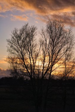 Turuncu günbatımında ormandaki güzel bir ağaç manzarası.