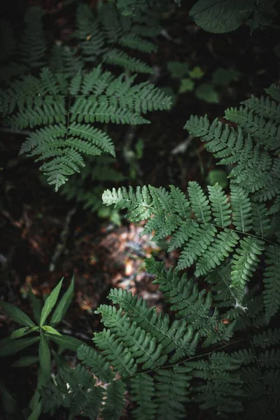 燕麦蕨类植物 叶上有阳光 垂直生长 — 图库照片