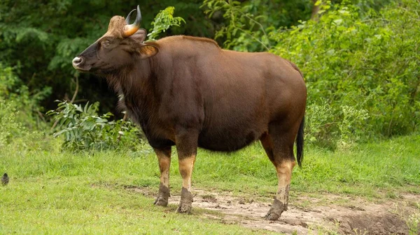 Gaur Bisão Indiano Campo — Fotografia de Stock