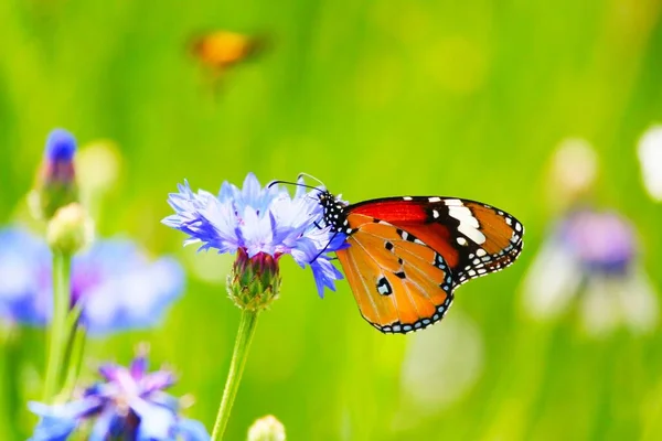 Nahaufnahme Eines Gefleckten Orangefarbenen Schmetterlings Auf Einem Sonnenhut — Stockfoto