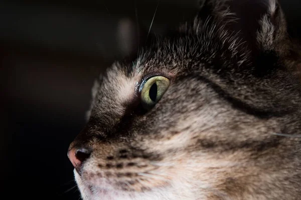 Retrato Gato Mesa Com Olhos Verdes Curiosamente Olhando Redor — Fotografia de Stock