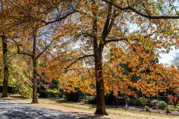 Uma Vista Panorâmica Das Árvores Amarelas Pela Estrada Parque — Fotografia de Stock