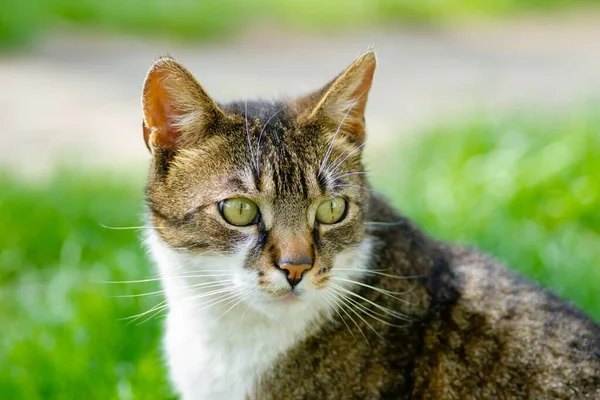 Belo Gato Branco Marrom Senta Curiosamente Observa Grama Sem Cortes — Fotografia de Stock