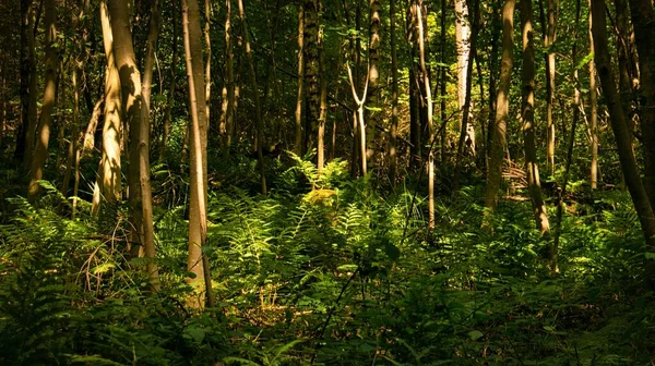 Uma Bela Vista Uma Floresta Com Árvores Plantas Dia Ensolarado — Fotografia de Stock