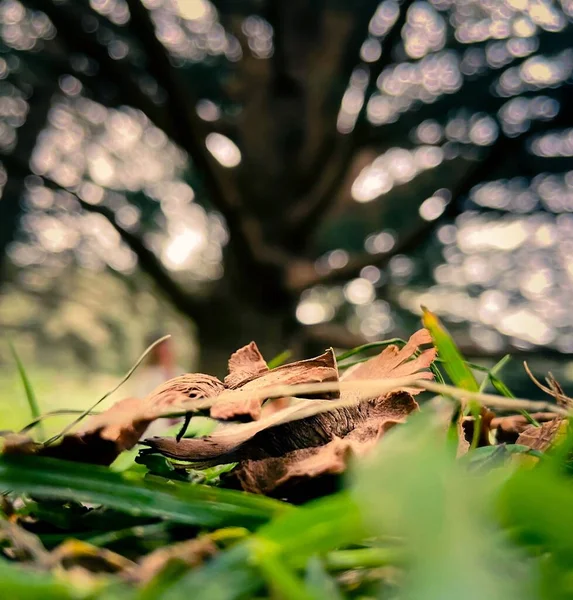 Una Macro Toma Hierba Verde Corteza Seca Sobre Fondo Borroso — Foto de Stock