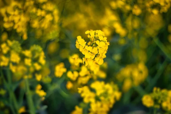 Tiro Seletivo Foco Colza Flor — Fotografia de Stock