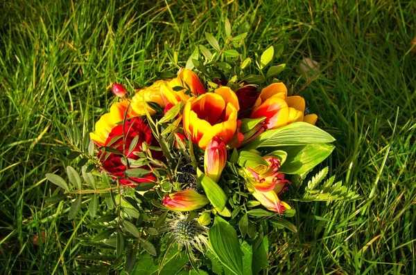 들판에서 자라는 아름다운 꽃차례 — 스톡 사진