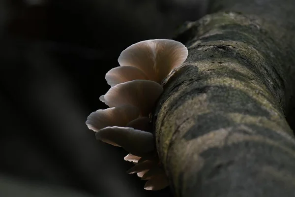 Vadon Termő Gombák Közelsége Egy Fán Sötét Háttérrel — Stock Fotó