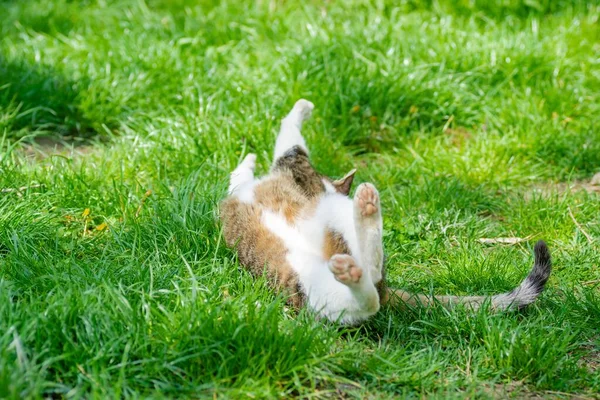 Vacker Liten Brun Vit Katt Ligger Avslappnad Det Oslipade Gräset — Stockfoto