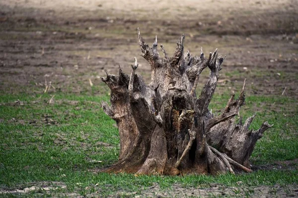 A closeup of the stump of old felled tree covered with moss in a field under sunlight in the daytime