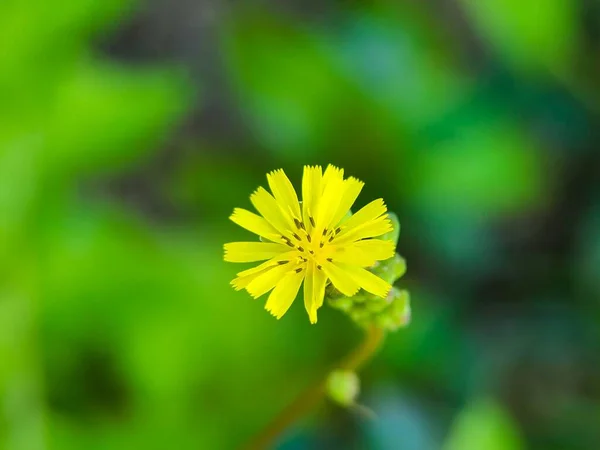 Primer Plano Una Flor Silvestre Amarilla Con Fondo Borroso — Foto de Stock
