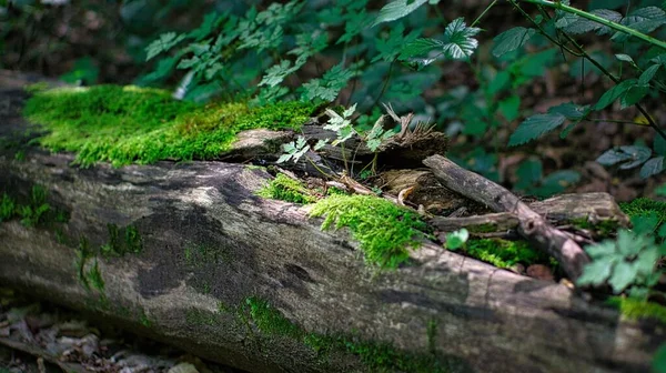 Detailní Záběr Mechovitých Kořenů Stromů Lese Rostlinami — Stock fotografie