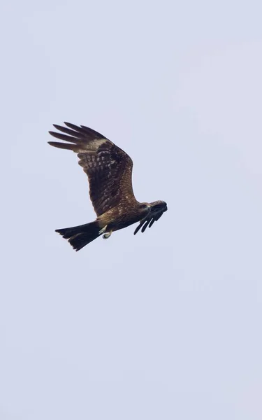 Vertical Shot Brown Hawk Flying Blue Sky — Stock Photo, Image