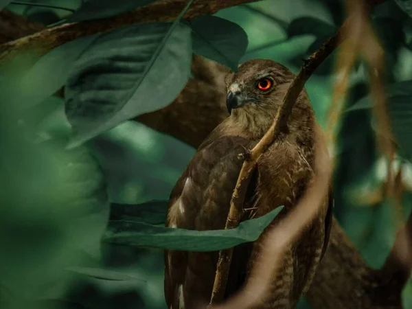 Nahaufnahme Eines Braunen Greifvogels Mit Leuchtend Roten Augen Einem Baum — Stockfoto