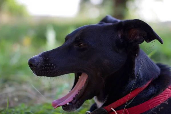 Крупный План Черной Скрывающейся Собаки Красным Ремнем Безопасности Зевающей Сидящей — стоковое фото