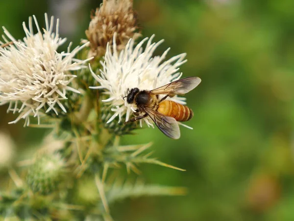 Крупный План Медоносной Пчелы Пушистом Растении — стоковое фото