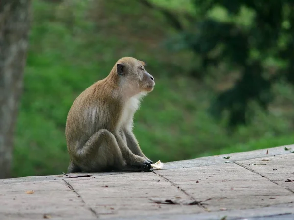 Tiro Seletivo Foco Macaco Que Senta Parque Público Que Olha — Fotografia de Stock
