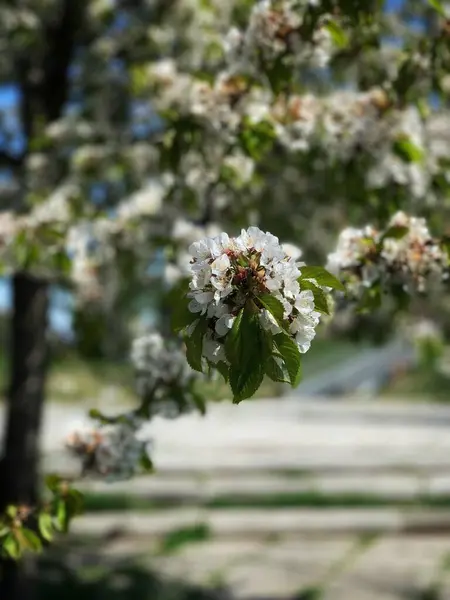 Een Verticaal Schot Van Wilde Kers Bloesem Bloemen Een Boom — Stockfoto