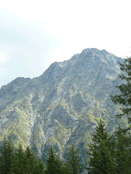 Kayalık Dağlarda Kozalaklı Bir Orman — Stok fotoğraf