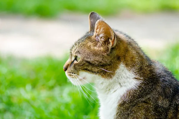 Beautiful Brown White Cat Sits Curiously Watches Uncut Grass — Zdjęcie stockowe