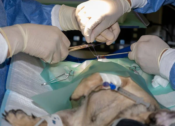 Skilled Veterinarians Placing Sutures Pug Sterilization Surgery — Stock Photo, Image