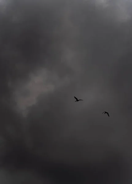 Tiro Vertical Pássaros Voando Tempo Tempestuoso Fundo Céu Cinza Dramático — Fotografia de Stock