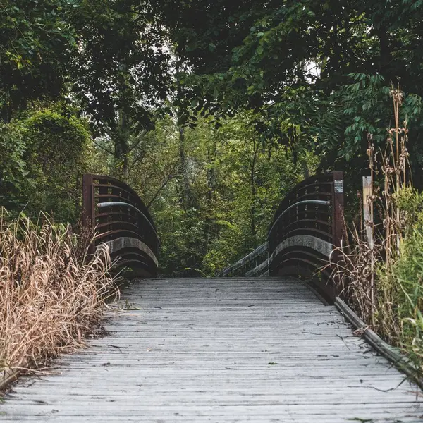 Pont Sentier Pédestre Bois Dans Une Forêt Verte — Photo