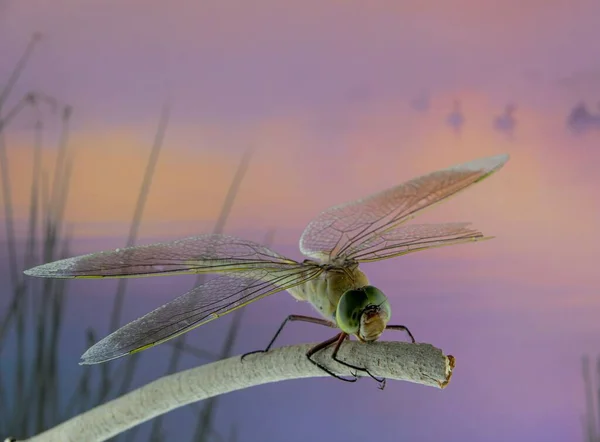 Eine Großaufnahme Einer Libelle Mit Einem See Hintergrund — Stockfoto