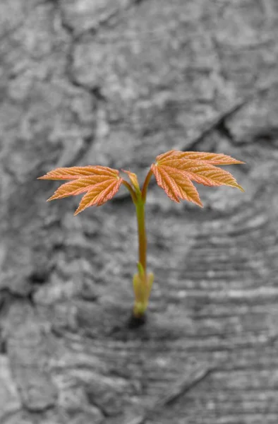 Μια Κάθετη Κοντινή Φωτογραφία Από Μικροσκοπικά Φύλλα Σφενδάμου Γκρι Φόντο — Φωτογραφία Αρχείου