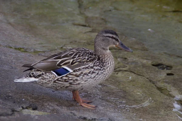 一只雌性野鸭站在池塘岸边的特写镜头 — 图库照片