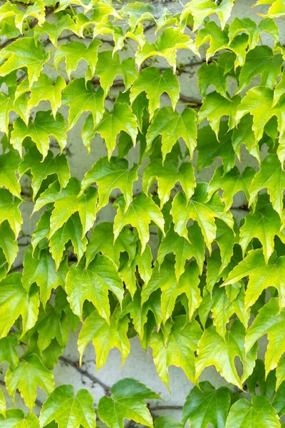 Vertikální Záběr Zblízka Křoví Ivy — Stock fotografie