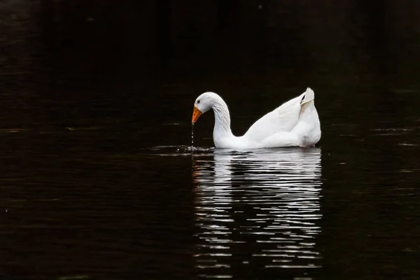 Detailní Záběr Domácí Husy Anser Anser Domesticus Plavající Jezírku Odrazem — Stock fotografie