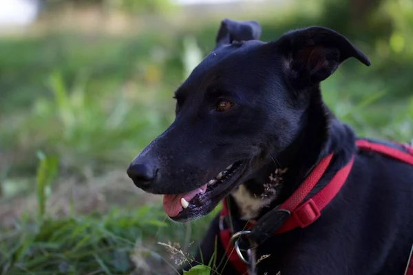 Zbliżenie Czarnego Psa Czerwoną Uprzężą Siedzącego Trawie — Zdjęcie stockowe