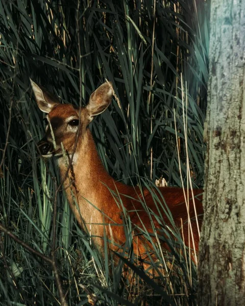 Gros Plan Vertical Cerf Brun Caché Dans Herbe Verte — Photo