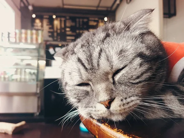 Симпатична Кішка Костюмі Санта Клауса Всередині Котячого Кафе — стокове фото