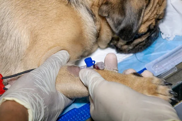 Ein Erfahrener Tierarzt Setzt Vor Der Operation Eine Intravenöse Kanüle — Stockfoto